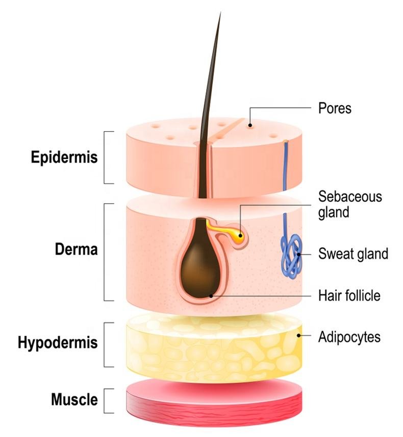 Tea Tree Oil Shampoo & Conditioner Set for Dandruff | Sulfate-Free Scalp Care | OEM Available